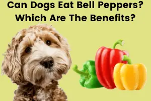Can Dogs Eat Bell Peppers? Which Are The Benefits?