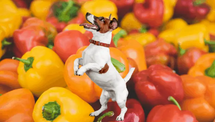 are bell peppers good for dogs?