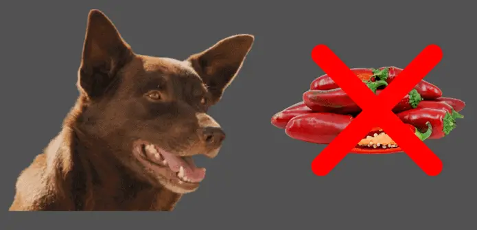 can dogs eat jalapenos
