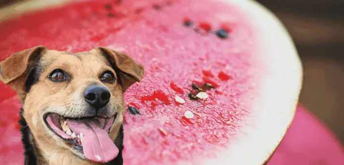 is watermelopn safe for dogs
