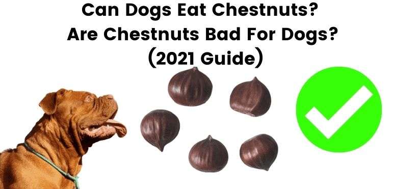 Can Dogs Eat Chestnuts? Are Chestnuts Bad For Dogs? (2021 Guide)