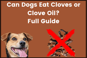 Can Dogs Eat Cloves or Clove oil Full Guide