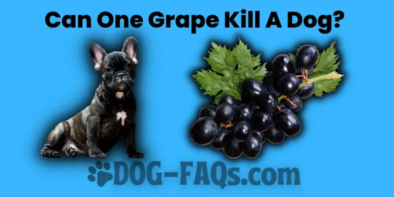 Can One Grape Kill A Dog?