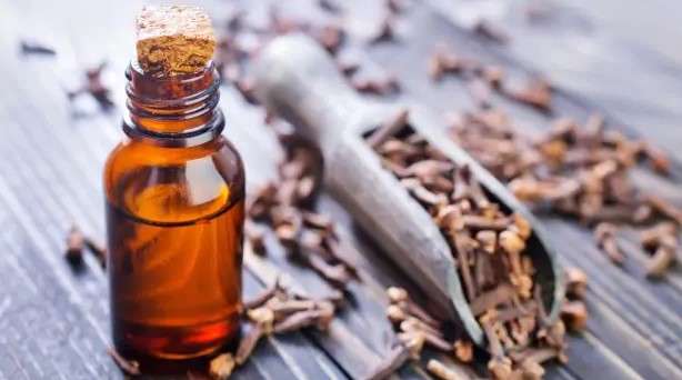 Is it okay to use clove oil for your pet?