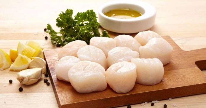 can dogs eat scallops raw?