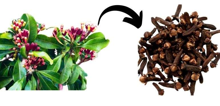 what are cloves? can dogs eat cloves?