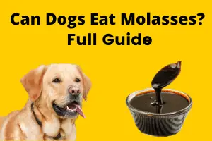 Can Dogs Eat Molasses_ Full Guide