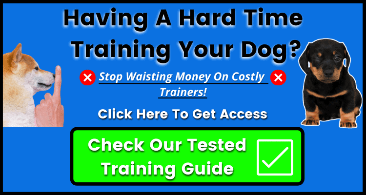 Having A Hard Time Training Your Dog