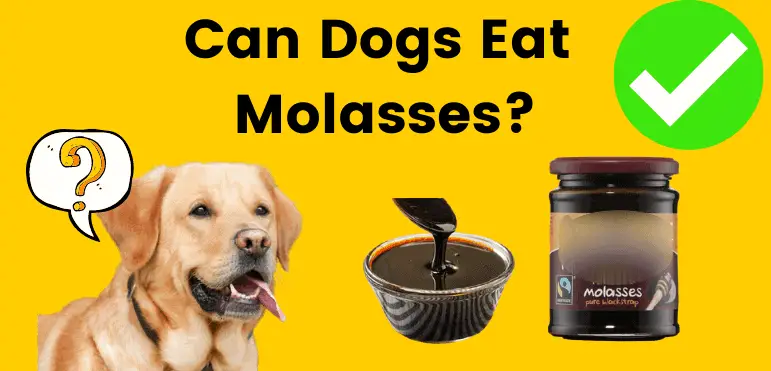 can dogs eat molasses?