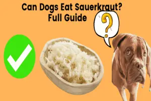 can_dogs_eat_sauerkraut_full_guide