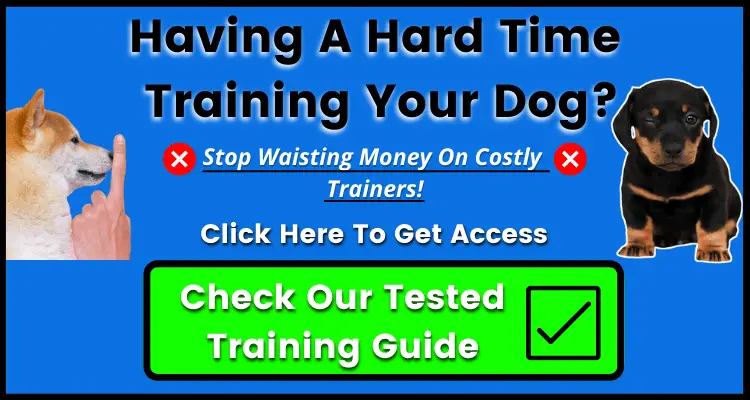 how to train my dog?