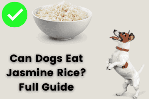 can dogs eat jasmine rice - full guide
