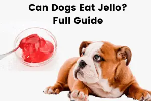 Can Dogs Eat Jello Full Guide