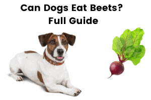 Can Dogs Eat Beets Full Guide