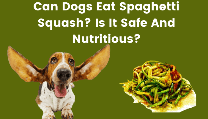 Can Dogs Eat Spaghetti Squash Is It Safe And Nutritious