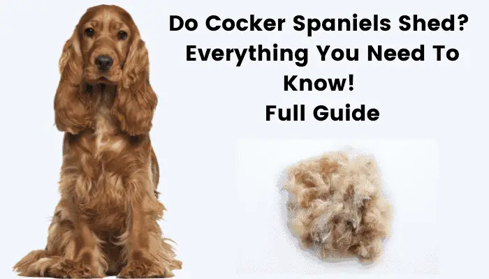 Do Cocker Spaniels Shed Everything You Need To Know! Full Guide