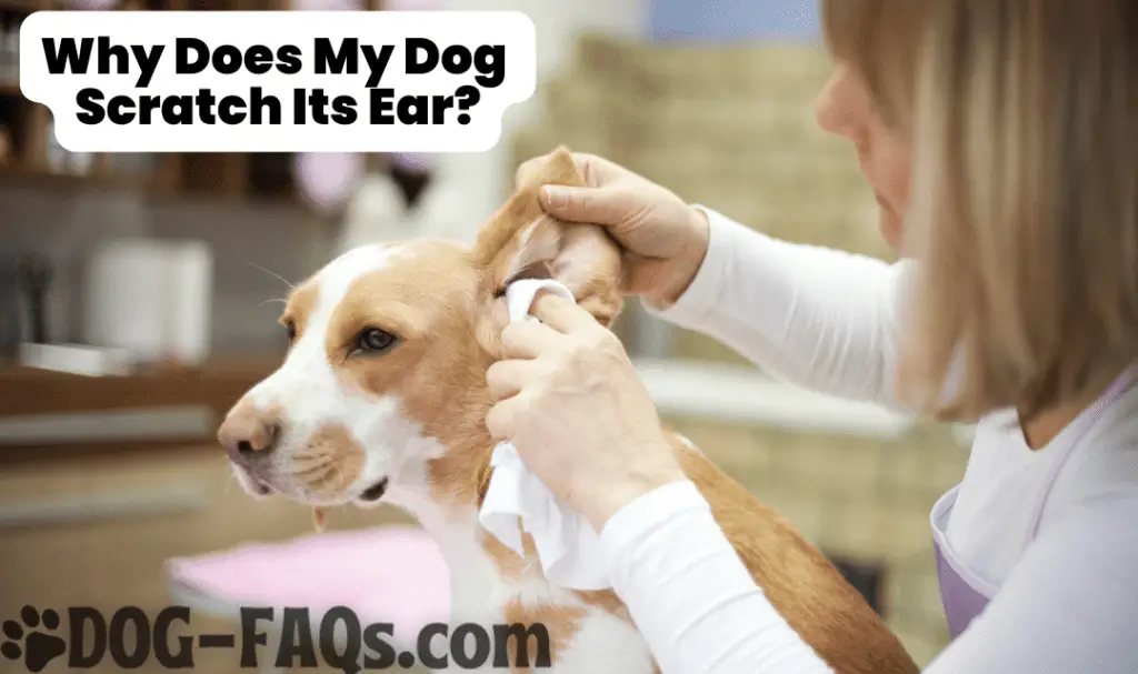 Why Does My Dog Scratch Its Ear