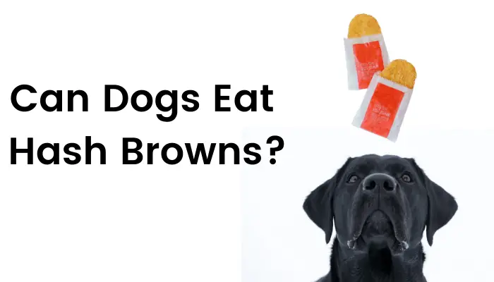 can dogs eat hash browns 