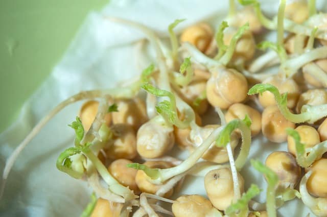 can dogs eat raw chickpeas?
