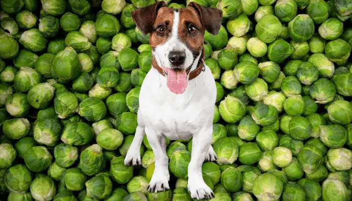 Are Brussel Sprouts Safe For Dogs?