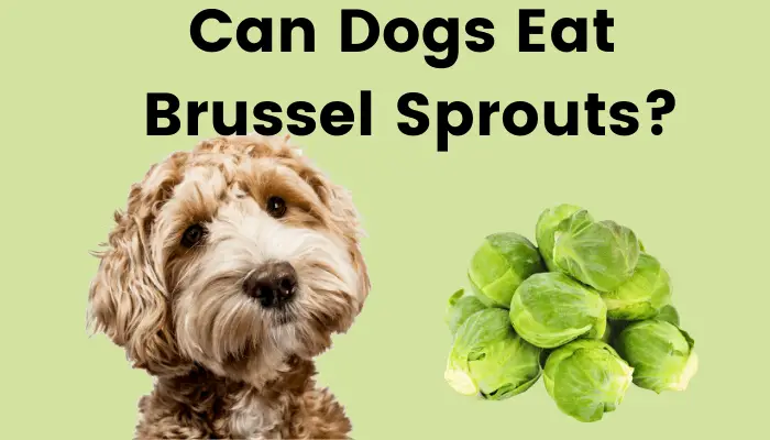 Can Dogs Eat Brussel Sprouts?
