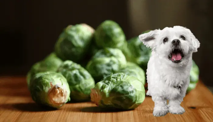 Can Dogs Have Brussel Sprouts