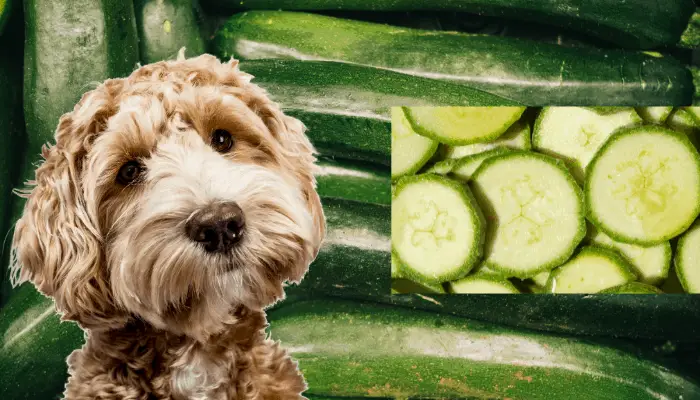 Can Dogs Have Zucchini?