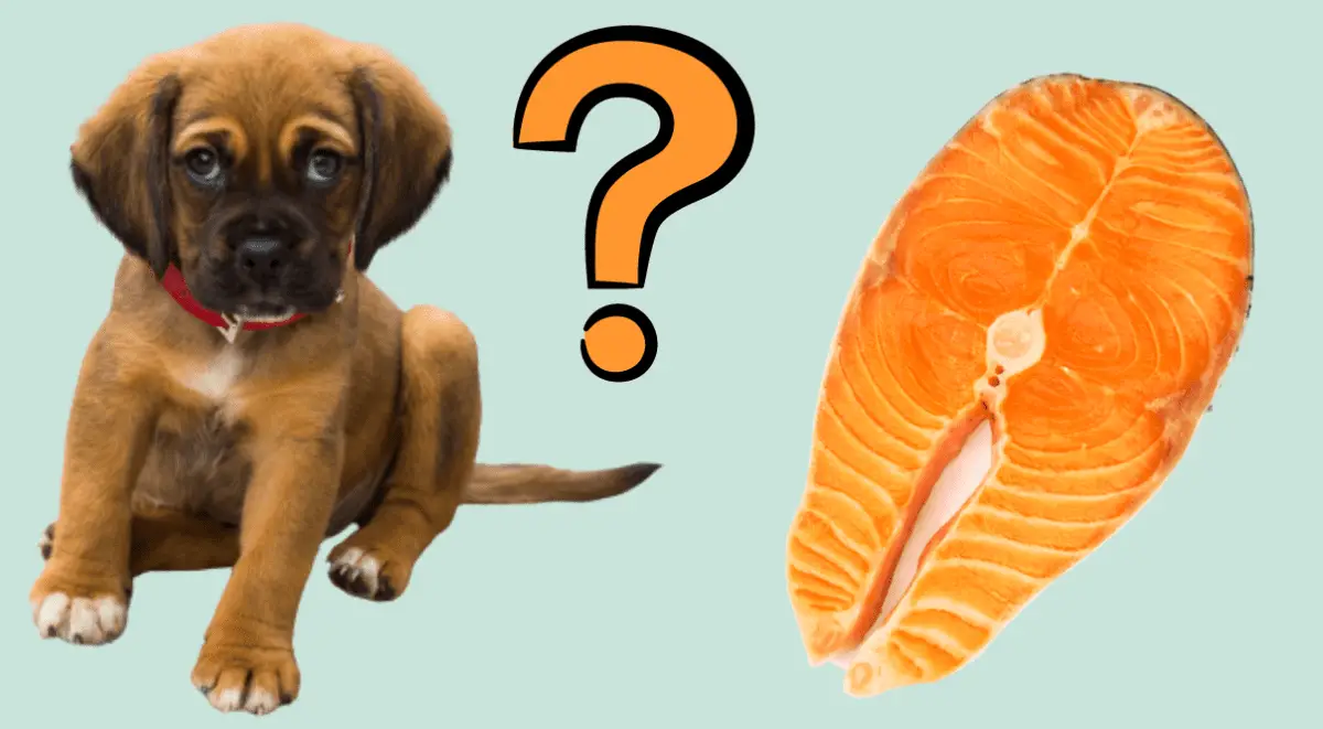 Can Dogs Eat Smoked Salmon?