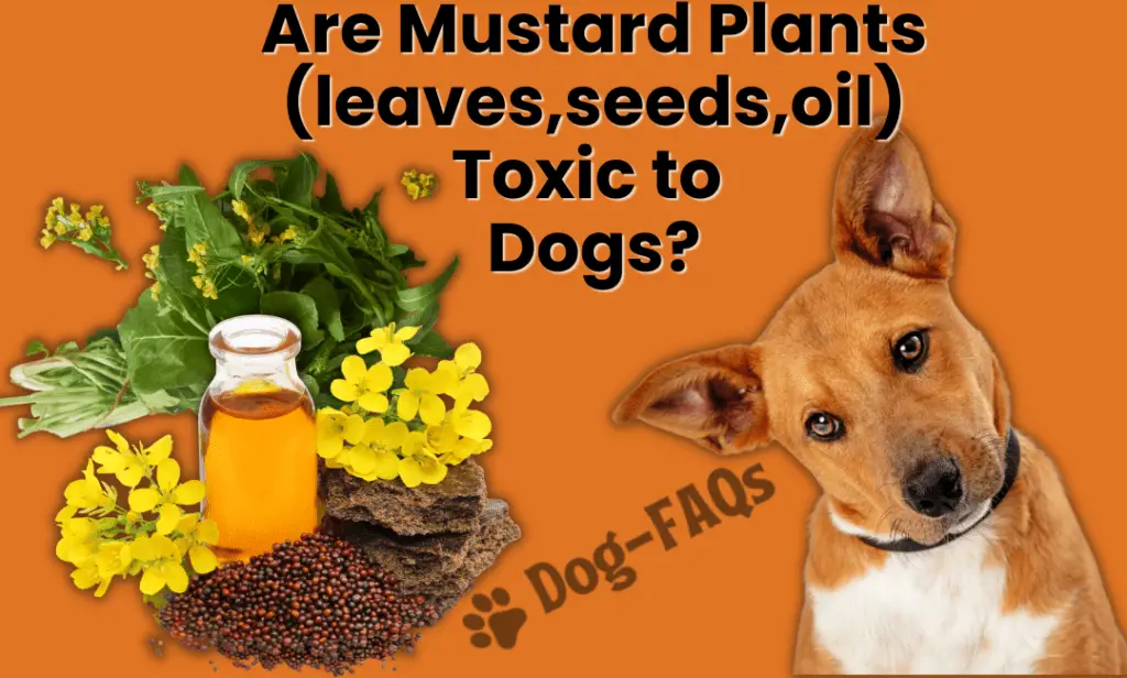 Are Mustard Plants (leaves,seeds,oil) Toxic To Dogs