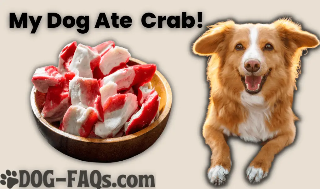 my dog ate crab