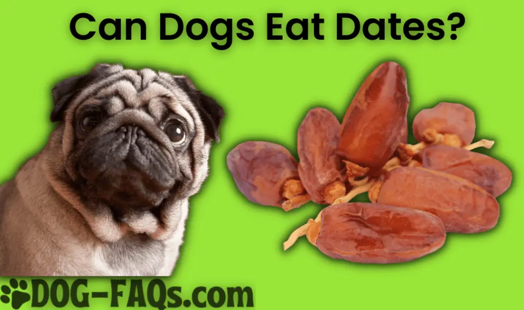 Can Dogs Eat Dates