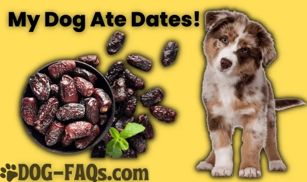 My Dog Ate Dates