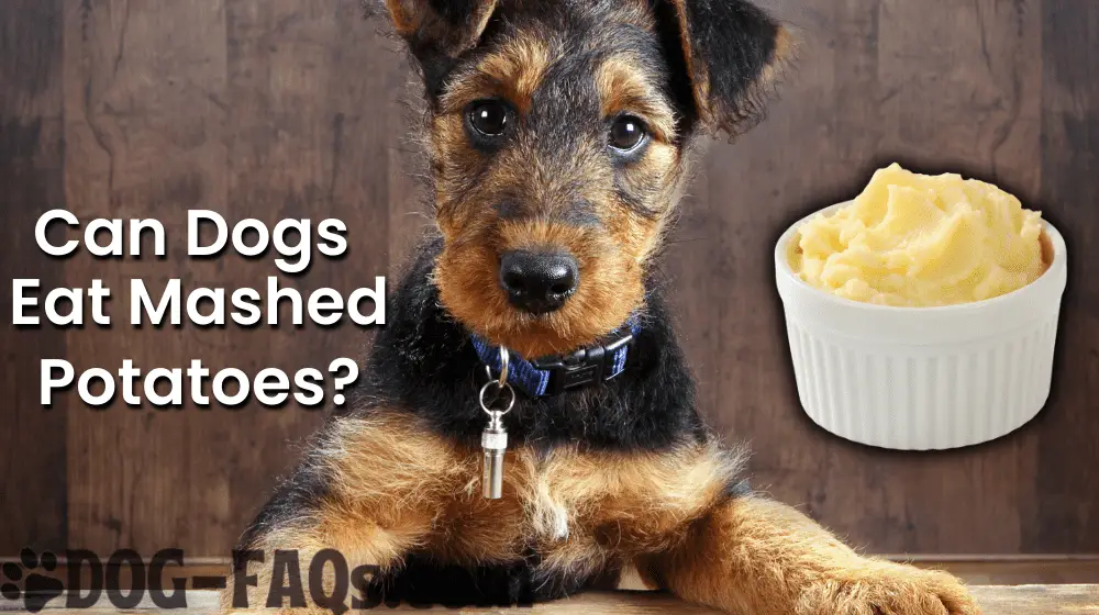 Can Dogs Eat Mashed Potatoes