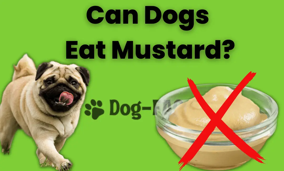 Can Dogs Eat Mustard