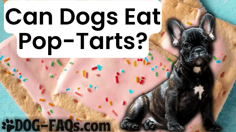 Can Dogs Eat Pop Tarts