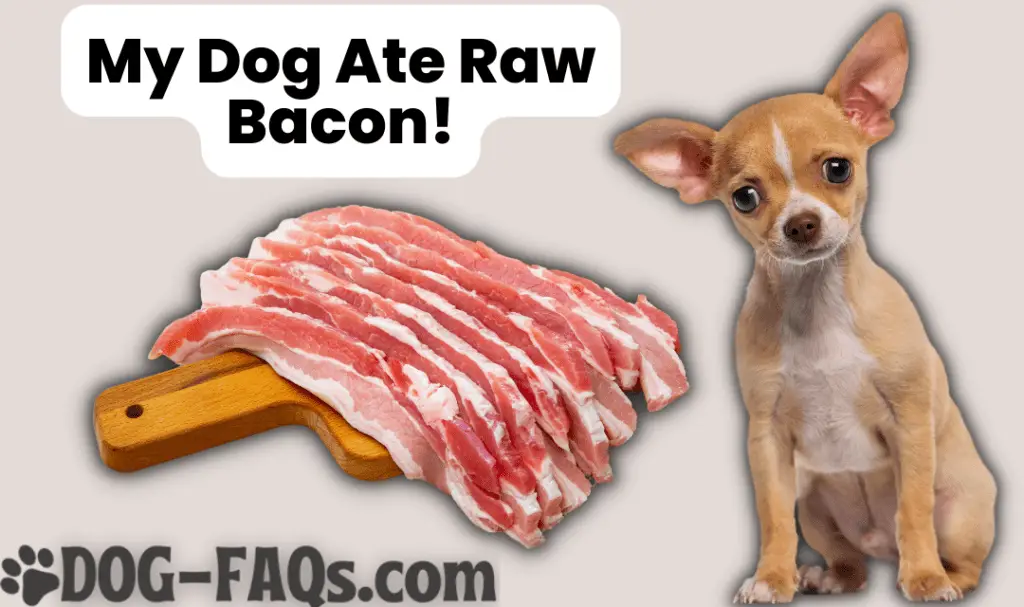 My dog ate raw bacon what can I do