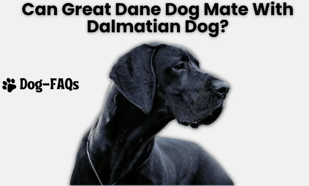 Can Great Dane Dog Mate With Dalmatian Dog