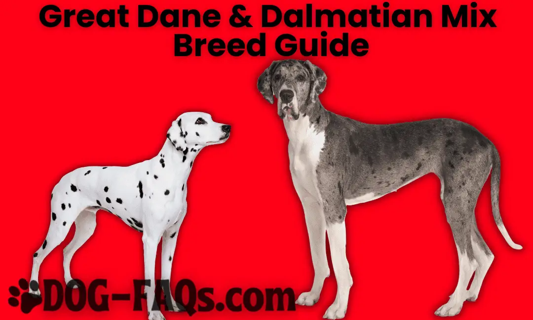Great Dane Dalmatian Mix