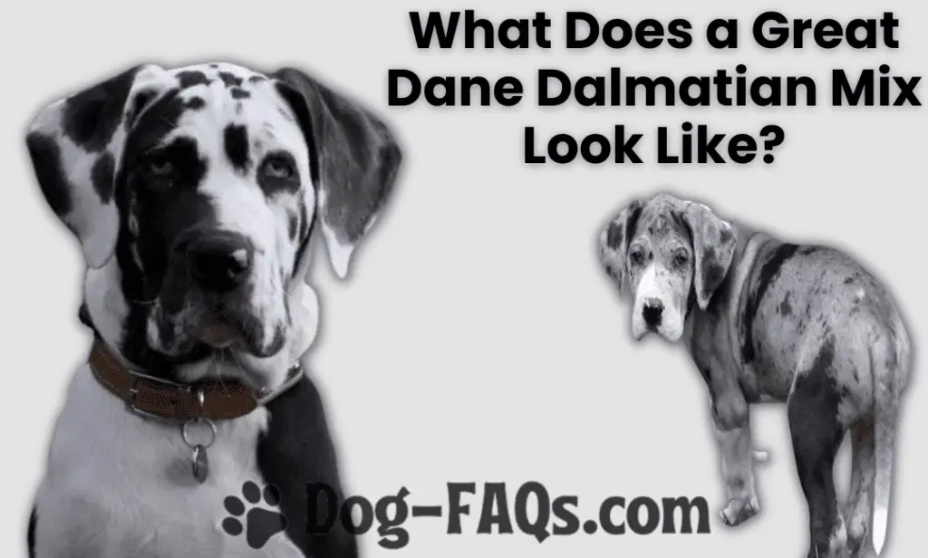 What Does a Great Dane Dalmatian Mix Look Like