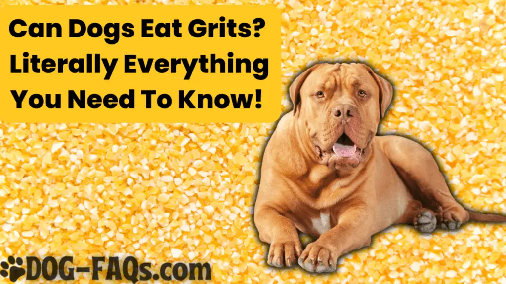 Can Dogs Eat Grits