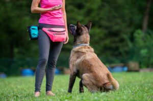 15 dog training tips for beginners
