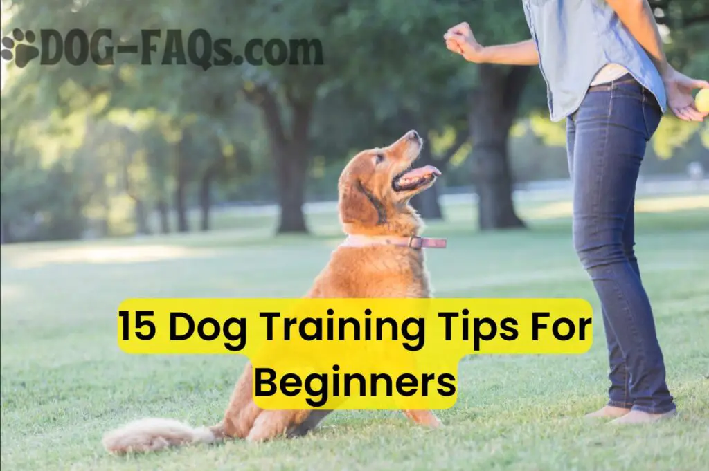 15 dog training tips for beginners