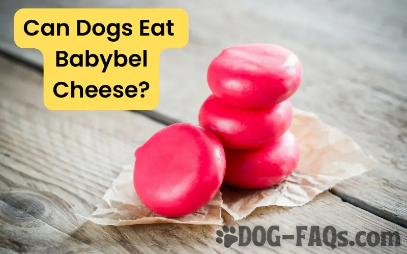Can Dogs Eat Bebybel Cheese