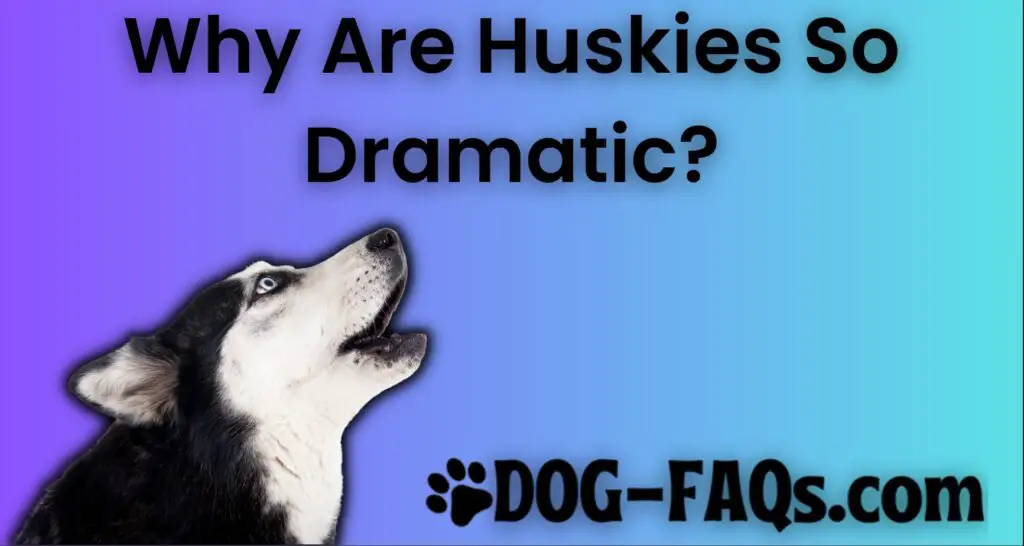 Why Are Huskies So Dramatic?