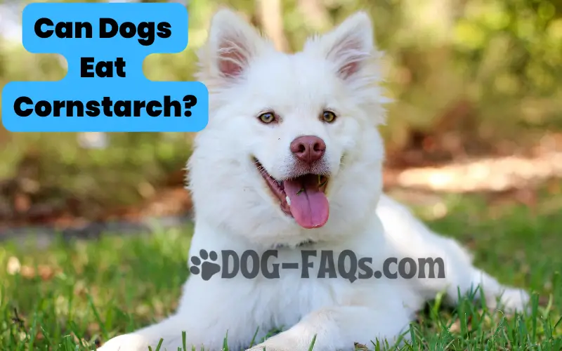 can dogs eat cornstarch?